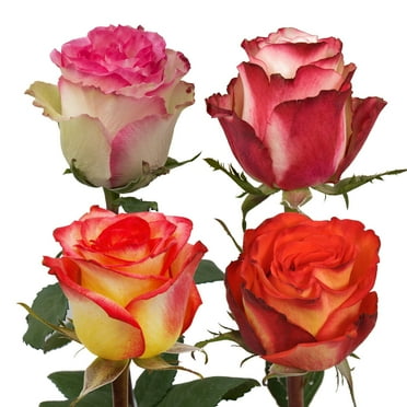 Roses 75 Stems of Assorted Bicolor Growers will Choose From Hot Pink, Light Pink, Yellow, White, Orange Colors Farm Direct Fresh Cut Flowers by Bloomingmore