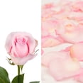 thumbnail image 1 of Roses 75 Stems of Pink Farm Direct Fresh Cut Flowers and Rose Petals 2 Bags of Pink Farm Direct Fresh Cut Petals by Bloomingmore, 1 of 5