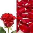 thumbnail image 1 of Roses 75 Stems of Red Farm Direct Fresh Cut Flowers and Rose Petals 2 Bags of Red Farm Direct Fresh Cut Flowers Petals by Bloomingmore, 1 of 5