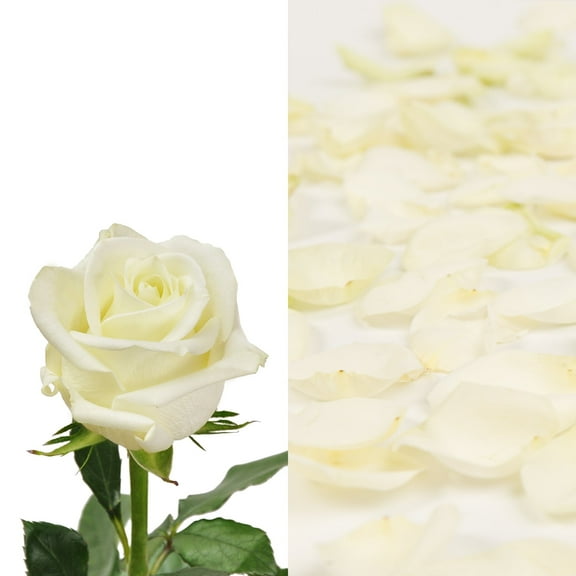 Roses 75 Stems of White Farm Direct Fresh Cut Flowers and Rose Petals 2 Bags of White Farm Direct Fresh Cut Petals by Bloomingmore