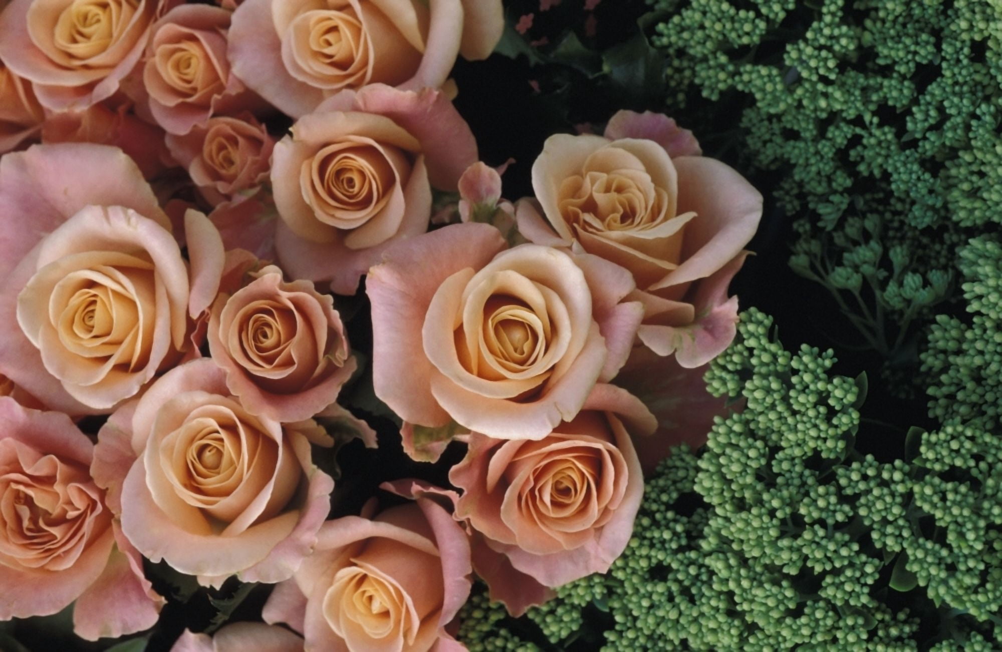 Roses And Green Flowers Close Up Canvas Art - William Shaw Design Pics (38 x 24)