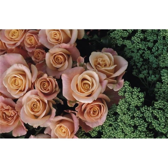 Roses & Green Flowers, Close Up Poster Print, 19 x 12