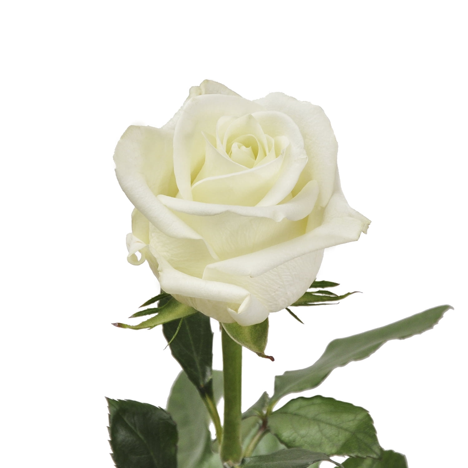 Wedding Flowers in All Flowers - Walmart.com