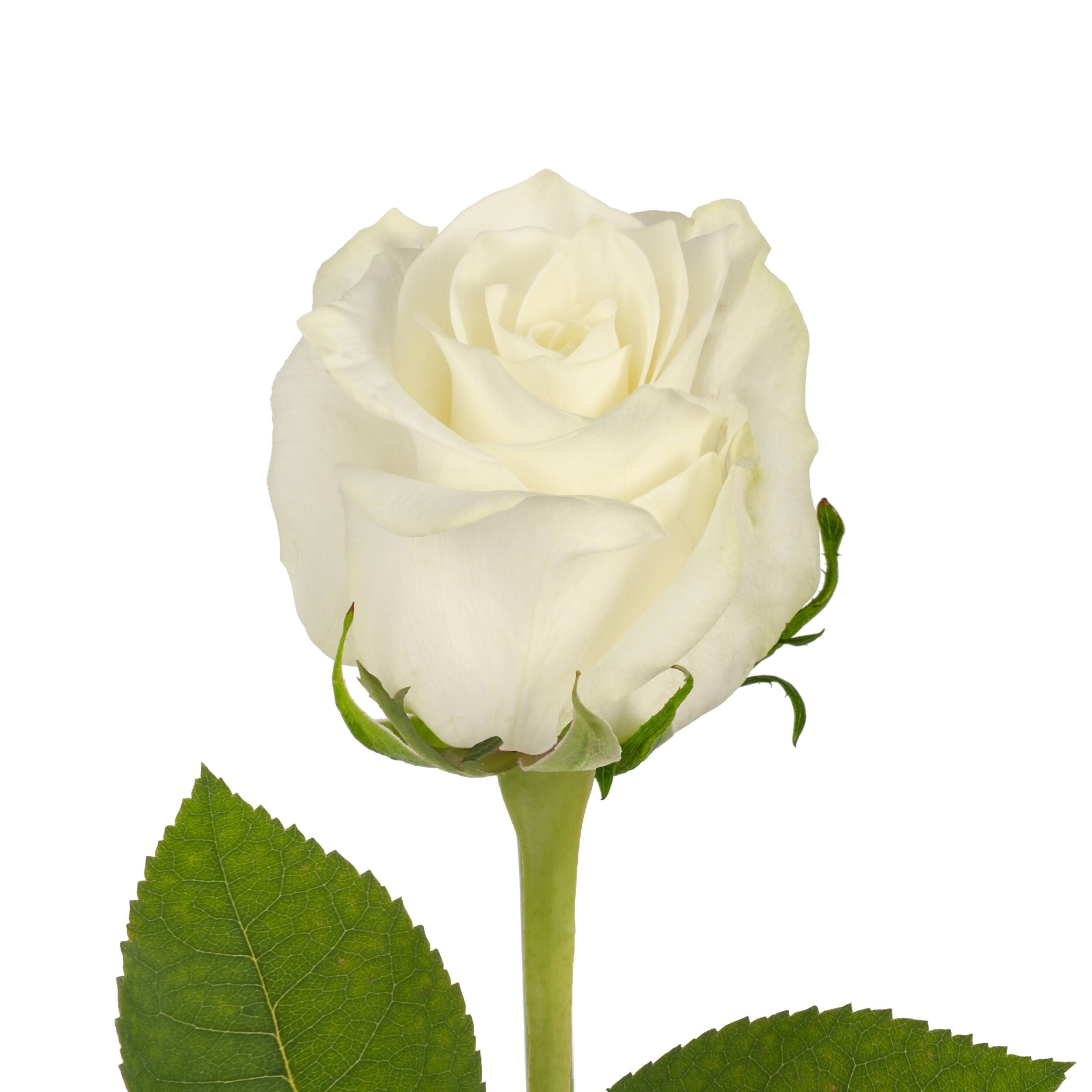 Roses - White - Farm Direct Fresh Cut Flowers - Events, Weddings, Birthday, DIY - 125 Stems - by Bloomingmore