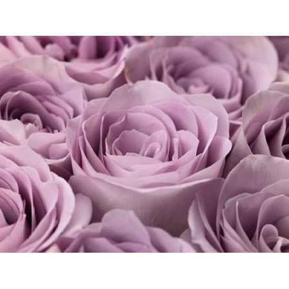Roses full frame Poster Print by Assaf Frank (9 x 12)