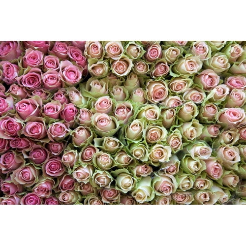 "Roses in Pink" Painting Print on Wrapped Canvas