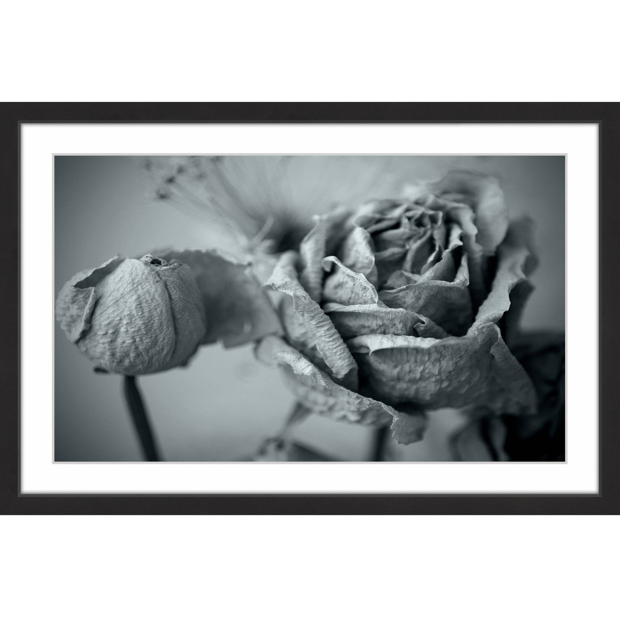 Roses in Slumber II Framed Painting Print