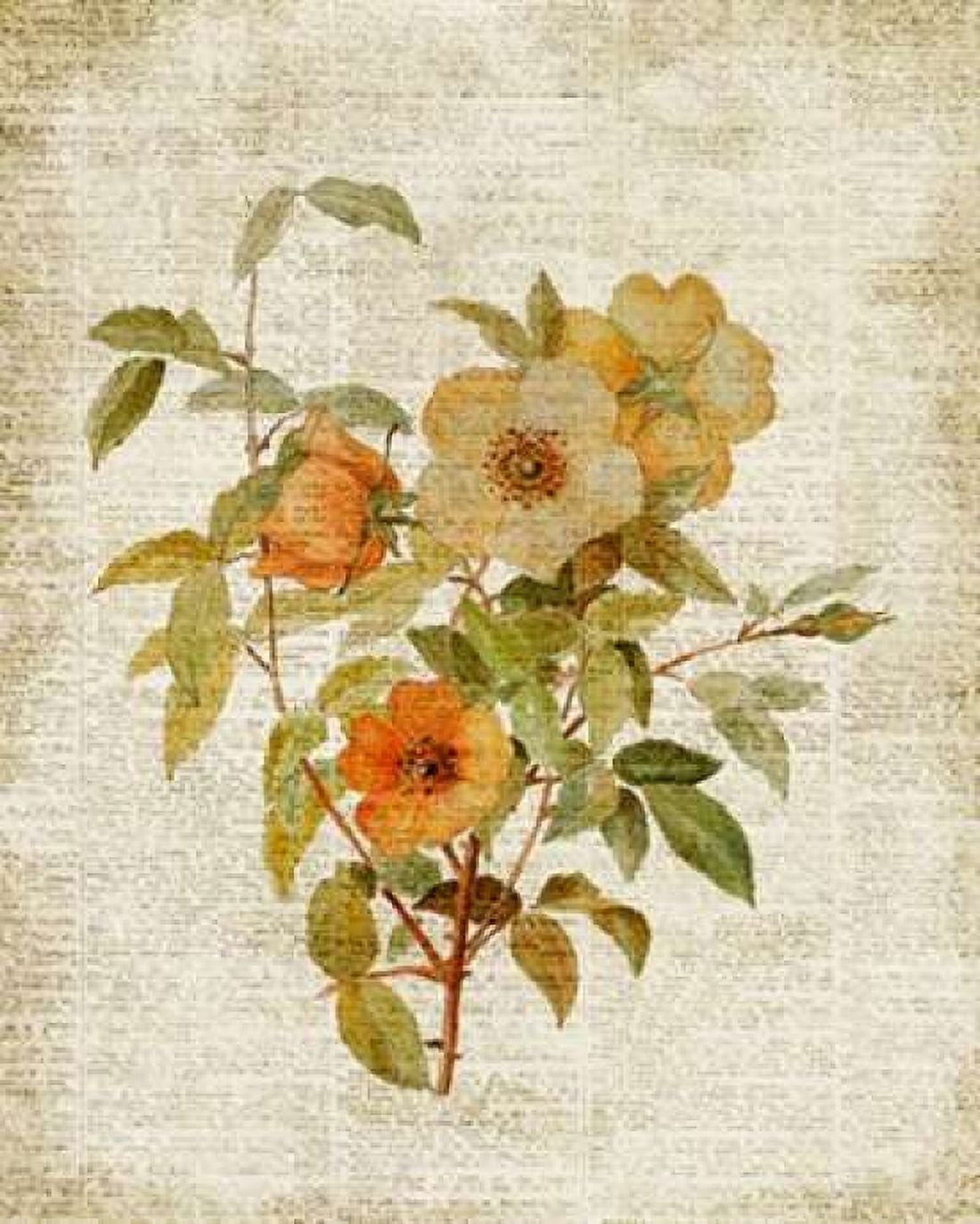 Roses on Newsprint I Canvas Art - Lanie Loreth (24 x 30)