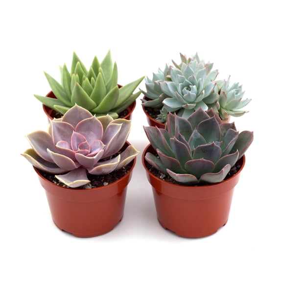Rosette Succulent Variety Packs, 4" Pot, 4 Pack, Indoor Houseplant, Easy Care, Live Plant for Indoor & Outdoor