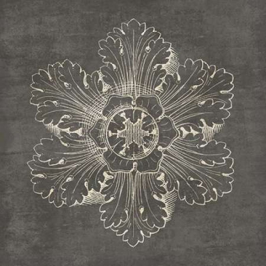Rosette V Gray Canvas Art - Wild Apple Portfolio (24 x 24)