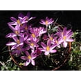 thumbnail image 1 of Roseus Snow Crocus 10 Bulbs - Very Hardy! - 5/+ cm Bulbs, 1 of 3