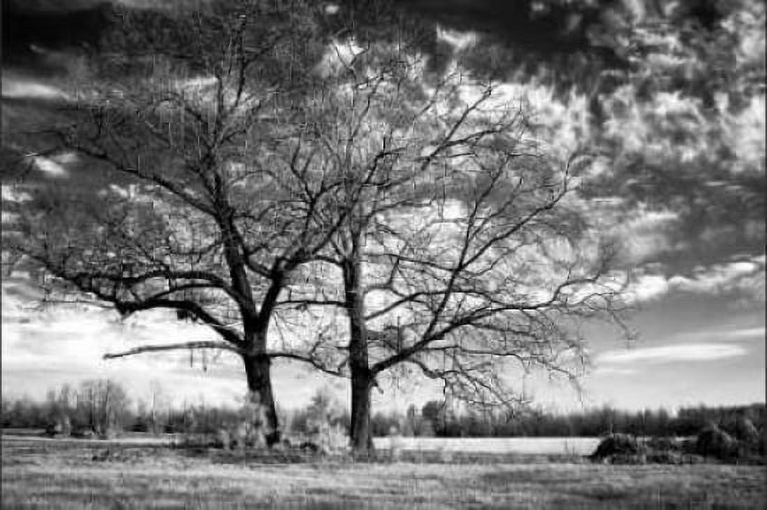 Roseville Oaks Canvas Art - Alan Hausenflock (24 x 36)