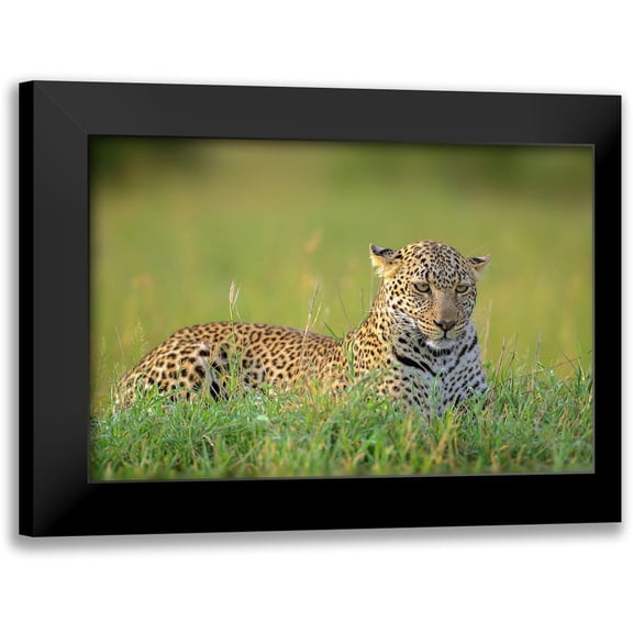 Roshkumar 14x11 Black Modern Framed Museum Art Print Titled - The Leopard