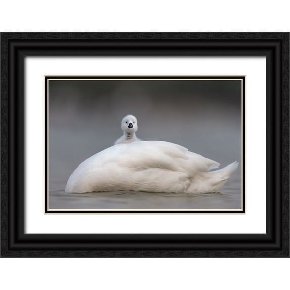 Roshkumar 14x11 Black Ornate Wood Framed with Double Matting Museum Art Print Titled - Cute Chick With Mum