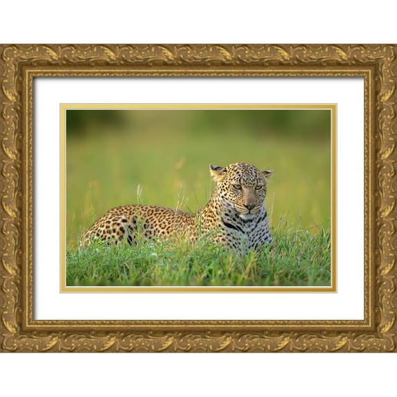 Roshkumar 18x13 Gold Ornate Wood Framed with Double Matting Museum Art Print Titled - The Leopard