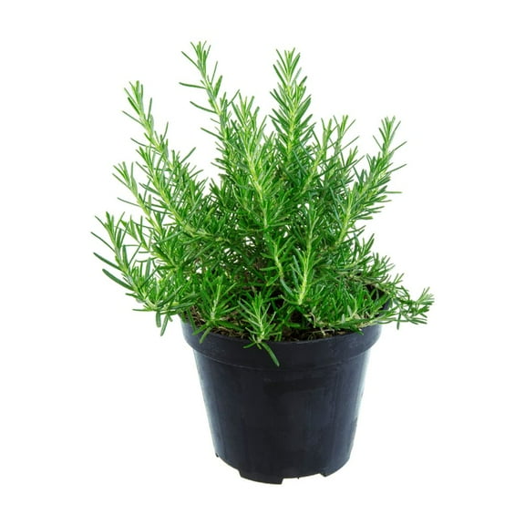 Rosmarinus, Rosemary Plant, 12 - 14 Inches Tall, Rosemary Bush for Indoor Outdoor Planting