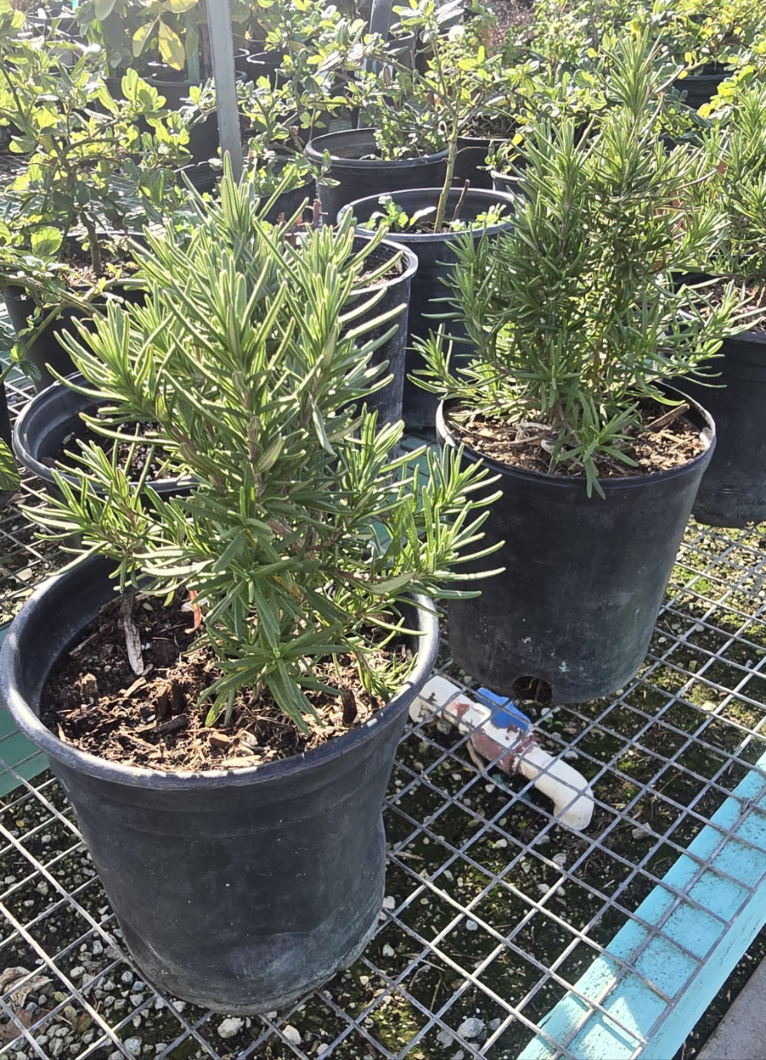 Rosmarinus officinalis 'Tuscan Blue' Rosemary plant 1 gal pot - Get similar