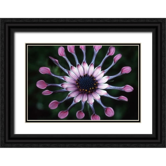 Ross, Nancy , Steve 14x11 Black Ornate Wood Framed with Double Matting Museum Art Print Titled - Hawaii, Maui Spoon daisy wildflower