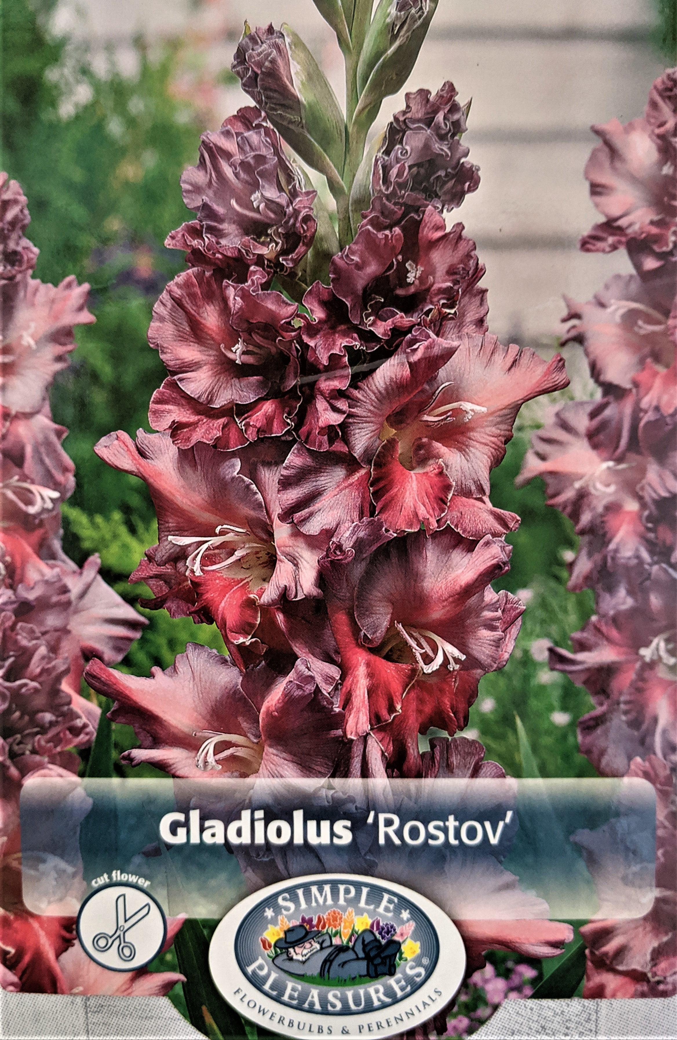 Rostov Parrot Gladiolus 10 Bulbs 10/+ cm - Ruffled Flowers