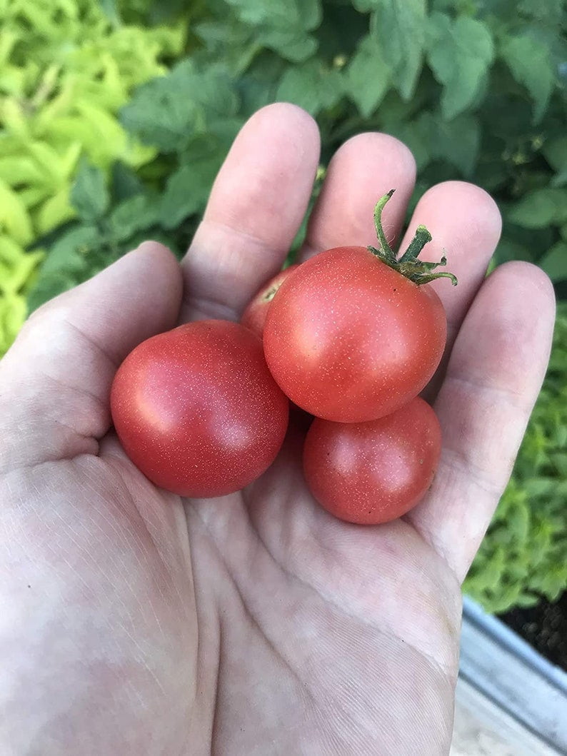 Rosy Finch Micro Dwarf Tomato Seeds (20 Pack) – Sweet Pink/Red Cherry Tomatoes – Great For Containers
