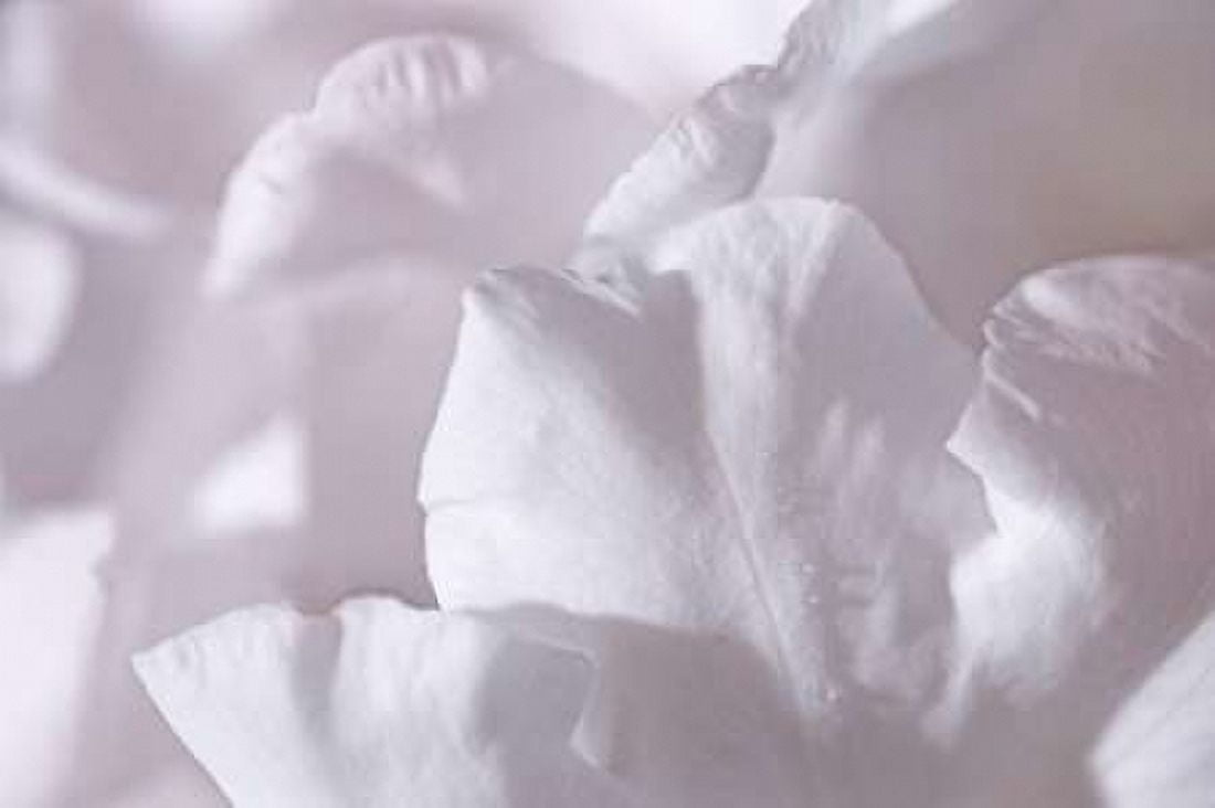 Rosy Petals II Canvas Art - Rita Crane (24 x 36)