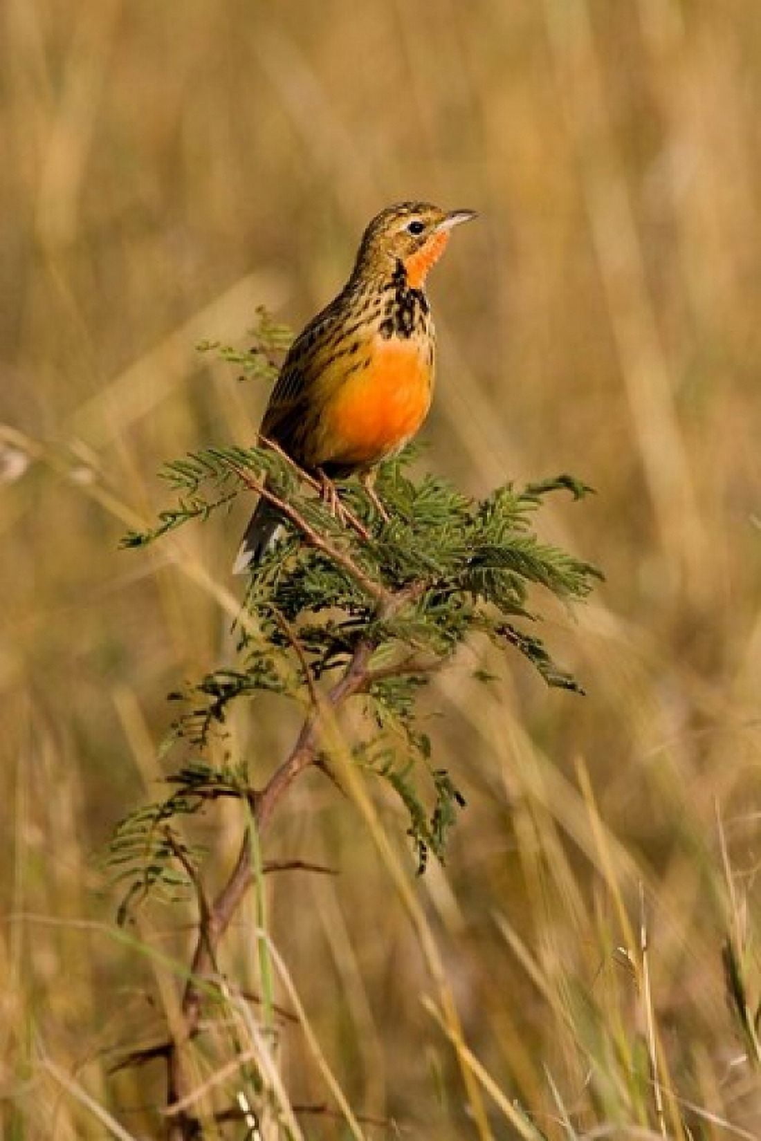 Rosy-breasted Longclaw bird Maasai Mara Kenya Canvas Art - Joe Restuccia III DanitaDelimont (25 x 38)