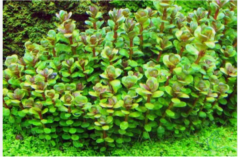 Rotala Indica Live Aquarium Plant Stems – Easy Freshwater Bunch Plants