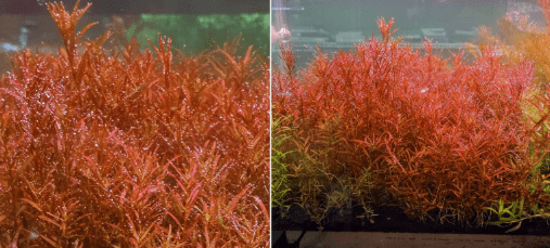 Rotala Orange Juice - Live Aquatic Freshwater Plant - Stem Pack :5