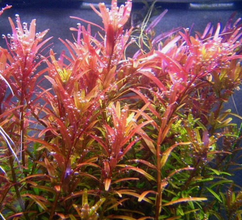 Rotala Rotundifolia RED Live Aquarium Plant Aquatic Plant