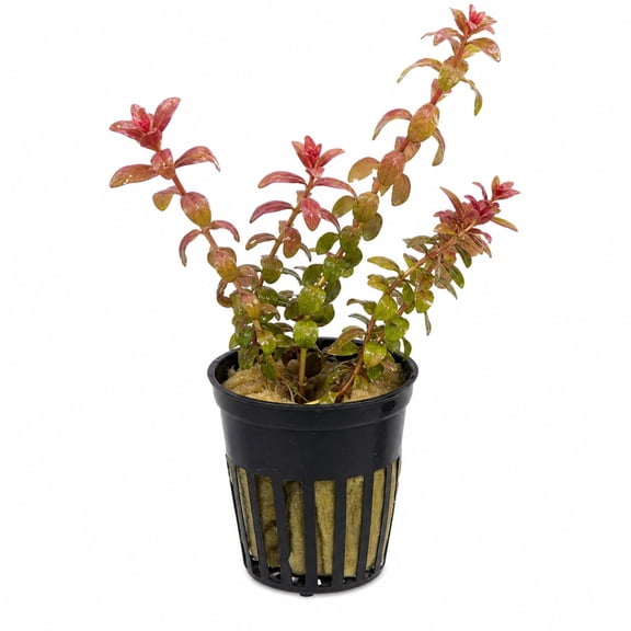Canton Aquatics Rotala Rotundifolia Red Live Aquarium Plant, Potted, 2 in Pot