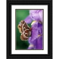 thumbnail image 1 of Rotenberg, Nancy 11x14 Black Ornate Wood Framed with Double Matting Museum Art Print Titled - Cecropia Moth on Iris in Garden, 1 of 4