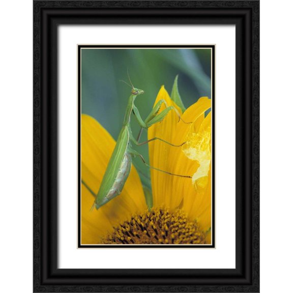 Rotenberg, Nancy 11x14 Black Ornate Wood Framed with Double Matting Museum Art Print Titled - Female praying mantis with egg sac on sunflower
