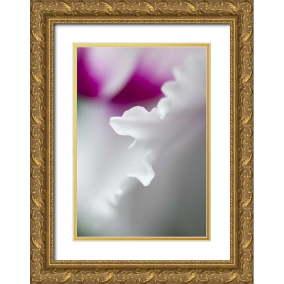 Rotenberg, Nancy 11x14 Gold Ornate Wood Framed with Double Matting Museum Art Print Titled - Cyclamen flower close-up