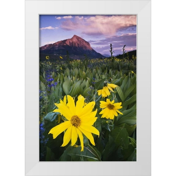 Rotenberg, Nancy 11x14 White Modern Wood Framed Museum Art Print Titled - CO, Mt Crested Butte Meadow flowers at sunset