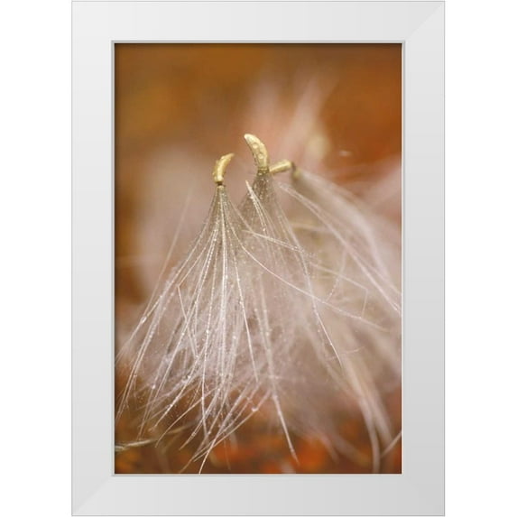 Rotenberg, Nancy 11x14 White Modern Wood Framed Museum Art Print Titled - Pennsylvania Close-up of dandelion seedheads
