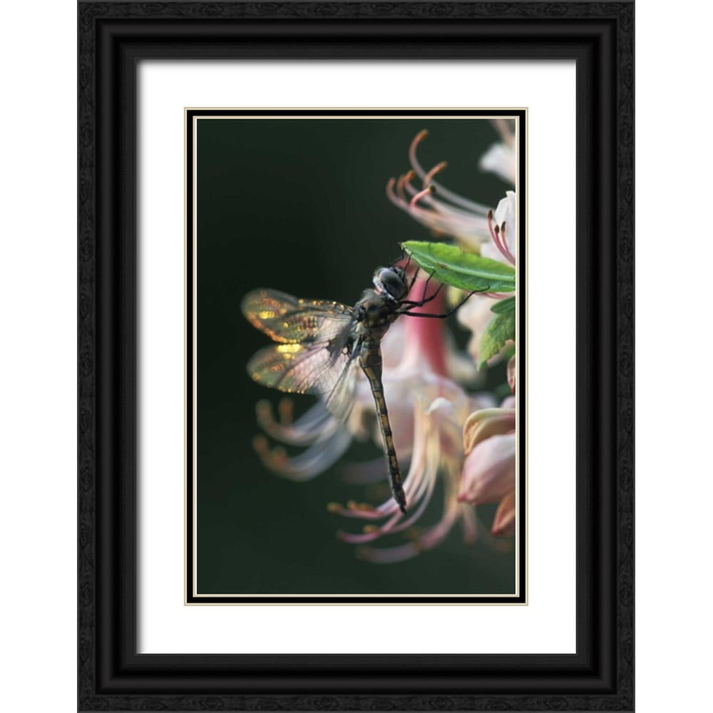 Rotenberg, Nancy 13x18 Black Ornate Wood Framed with Double Matting ...