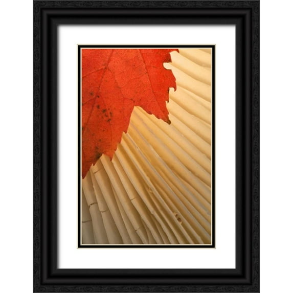 Rotenberg, Nancy 13x18 Black Ornate Wood Framed with Double Matting Museum Art Print Titled - Michigan Red maple leaf and mushroom gill