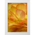 thumbnail image 1 of Rotenberg, Nancy 13x18 White Modern Wood Framed Museum Art Print Titled - Begonia close-up, 1 of 4