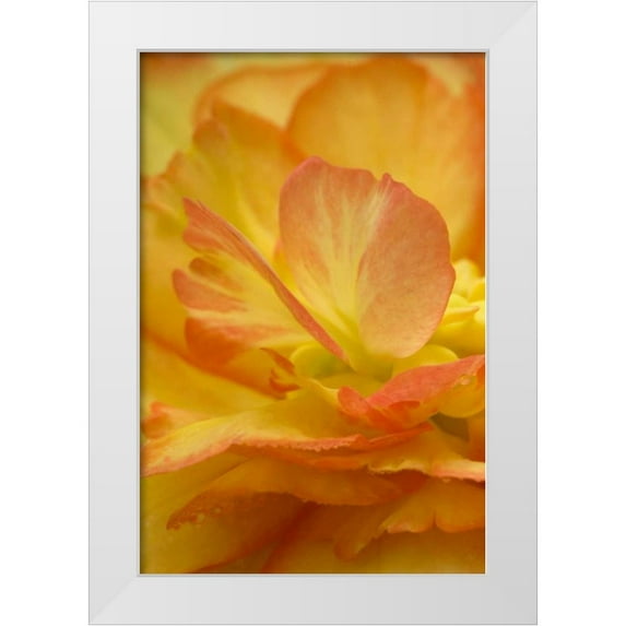Rotenberg, Nancy 13x18 White Modern Wood Framed Museum Art Print Titled - Begonia close-up