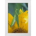 thumbnail image 1 of Rotenberg, Nancy 13x18 White Modern Wood Framed Museum Art Print Titled - Female praying mantis with egg sac on sunflower, 1 of 4
