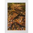 thumbnail image 1 of Rotenberg, Nancy 13x18 White Modern Wood Framed Museum Art Print Titled - MI, Roots of trees with fallen leaves in autumn, 1 of 4