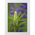 thumbnail image 1 of Rotenberg, Nancy 13x18 White Modern Wood Framed Museum Art Print Titled - Maine, Acadia NP Close-up of lupine flower bud, 1 of 4