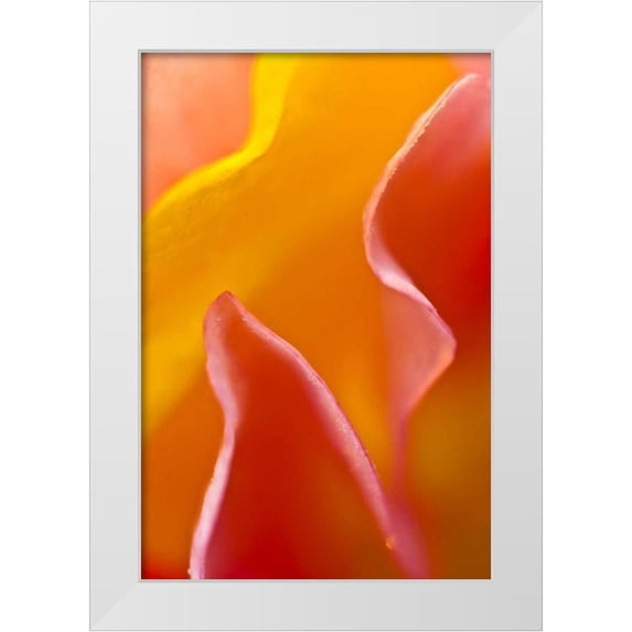 Rotenberg, Nancy 13x18 White Modern Wood Framed Museum Art Print Titled - USA, Pennsylvania Close-up of petal abstract