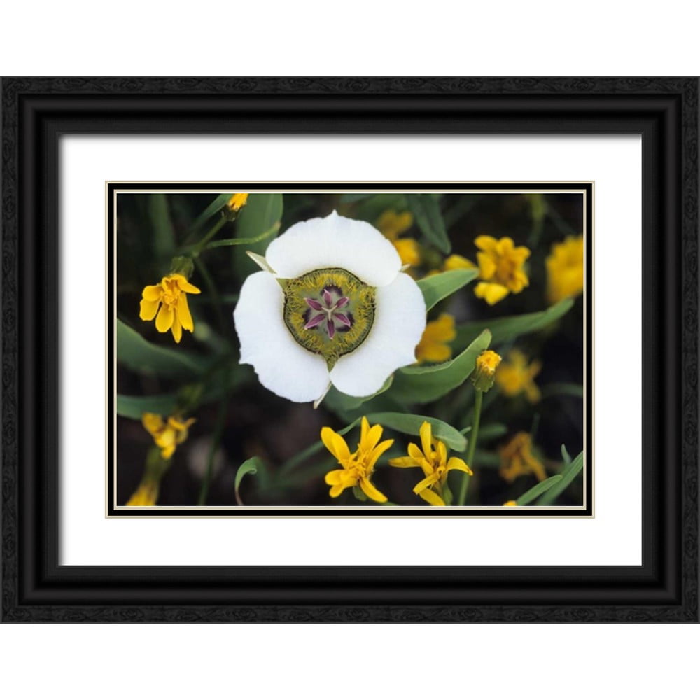 Rotenberg, Nancy 14x11 Black Ornate Wood Framed with Double Matting ...