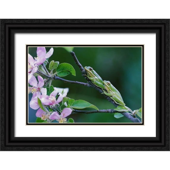 Rotenberg, Nancy 14x11 Black Ornate Wood Framed with Double Matting Museum Art Print Titled - Two Frogs on Branch