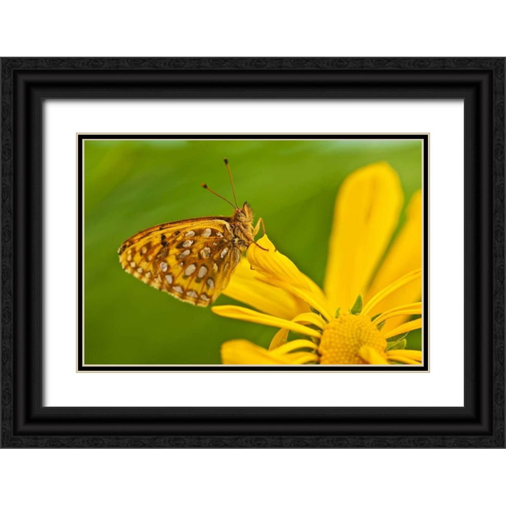 Rotenberg, Nancy 14x11 Black Ornate Wood Framed with Double Matting ...