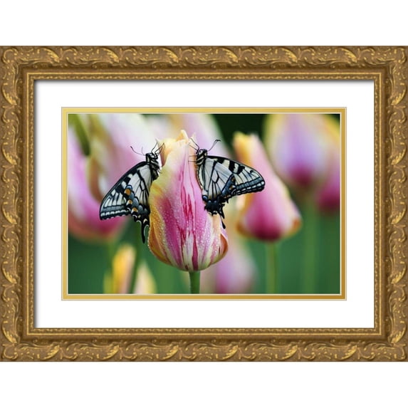 Rotenberg, Nancy 14x11 Gold Ornate Wood Framed with Double Matting Museum Art Print Titled - Two Eastern Tiger Swallowtail Butterfly on Tulip