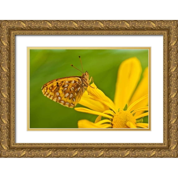 Rotenberg, Nancy 14x11 Gold Ornate Wood Framed with Double Matting Museum Art Print Titled - USA, Colorado Skipper butterfly on sunflower