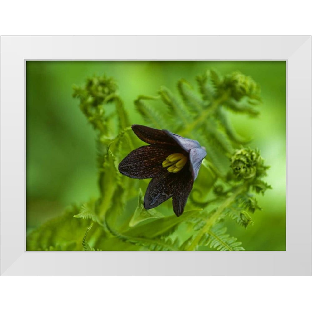 Rotenberg, Nancy 14x11 White Modern Wood Framed Museum Art Print Titled ...