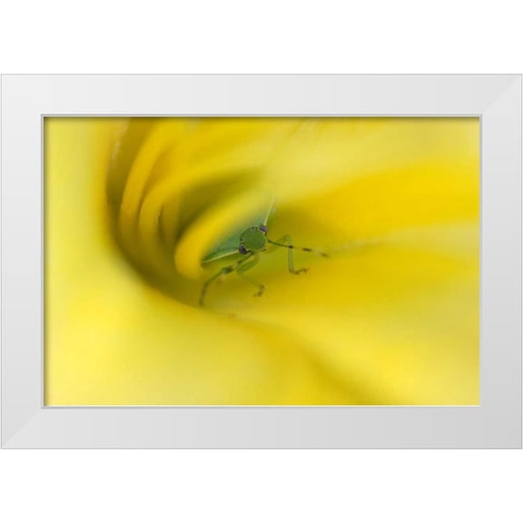 Rotenberg, Nancy 14x11 White Modern Wood Framed Museum Art Print Titled - Shield Bug in Lily